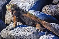 A. c. mertensi on Isla Lobos,  off San Cristóbal Island