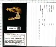 A bat skull with the mouth open